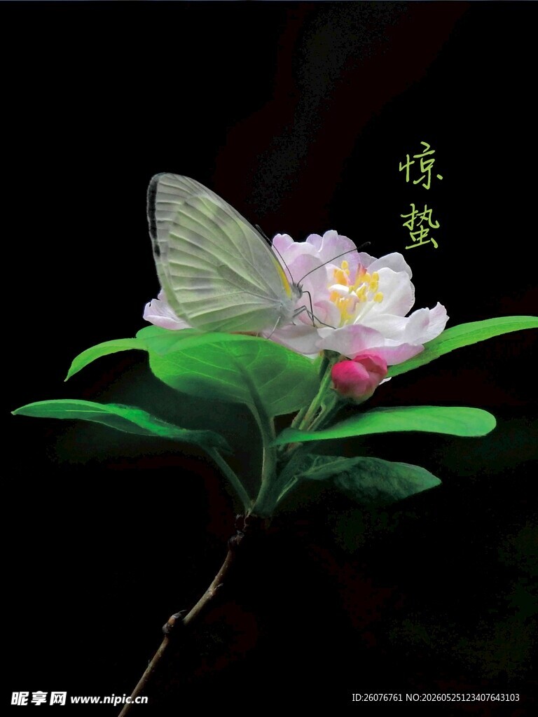 惊蛰海报