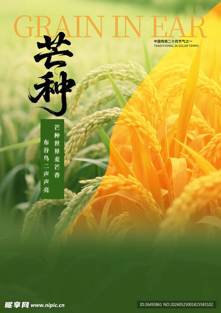 水稻海报 