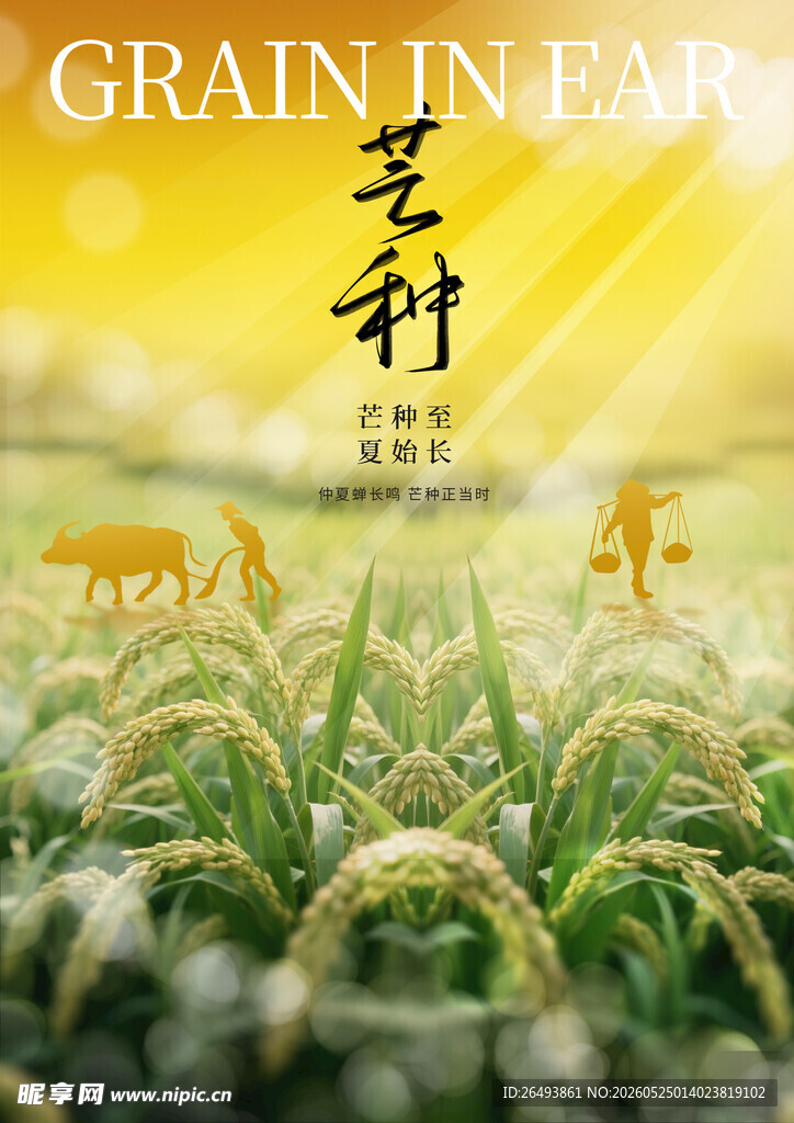 芒种海报