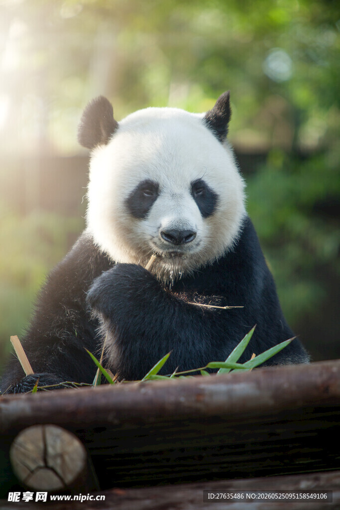 阳光下憨态可掬的大熊猫