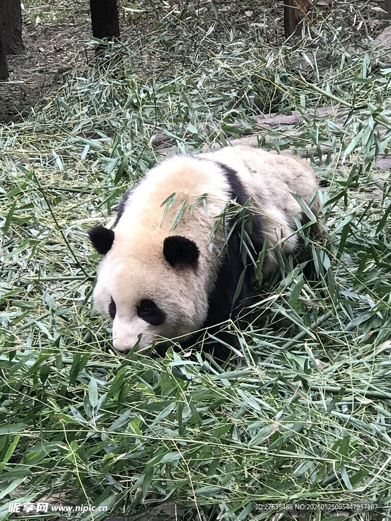 憨态熊猫卧于翠绿草地