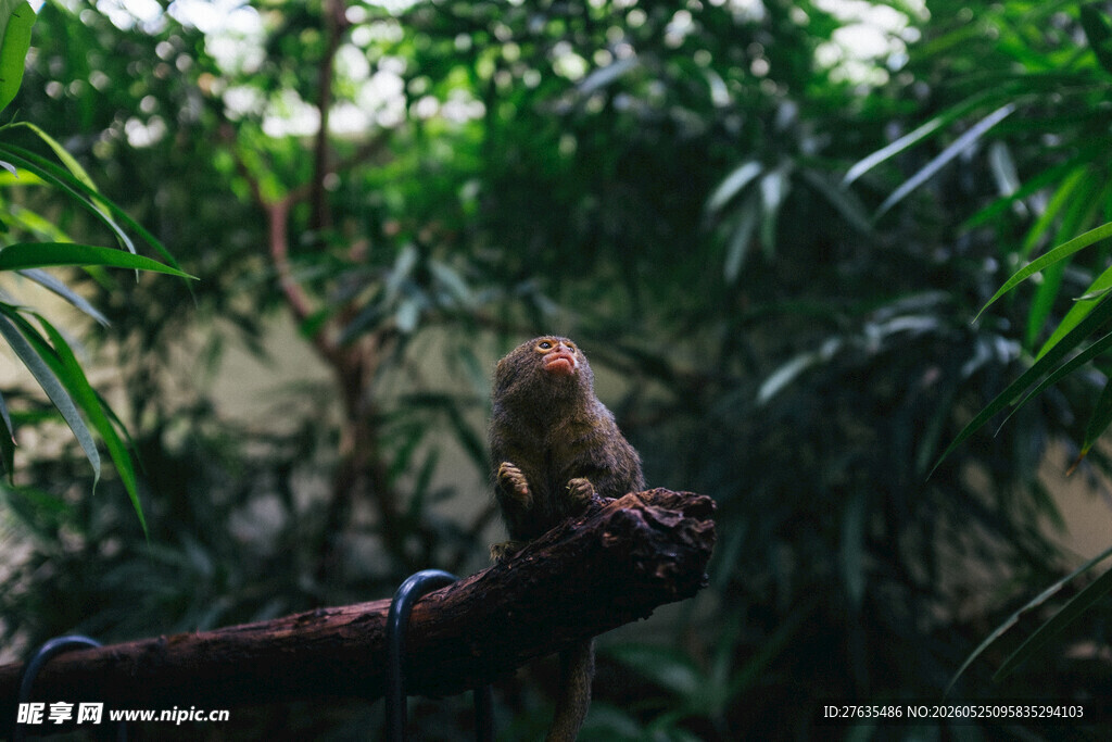 枝头小鸟绿意环绕