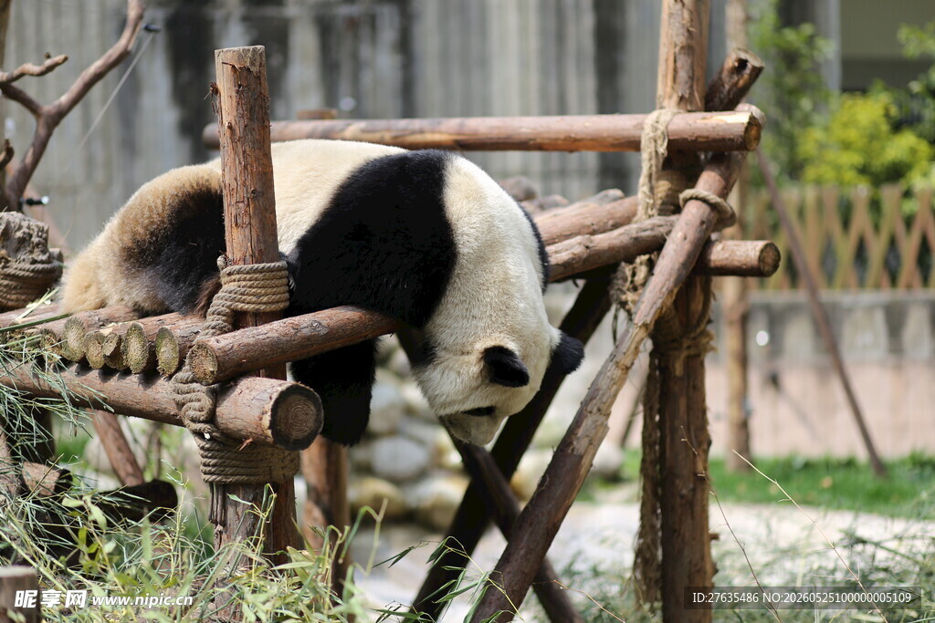 熊猫于木架下休憩