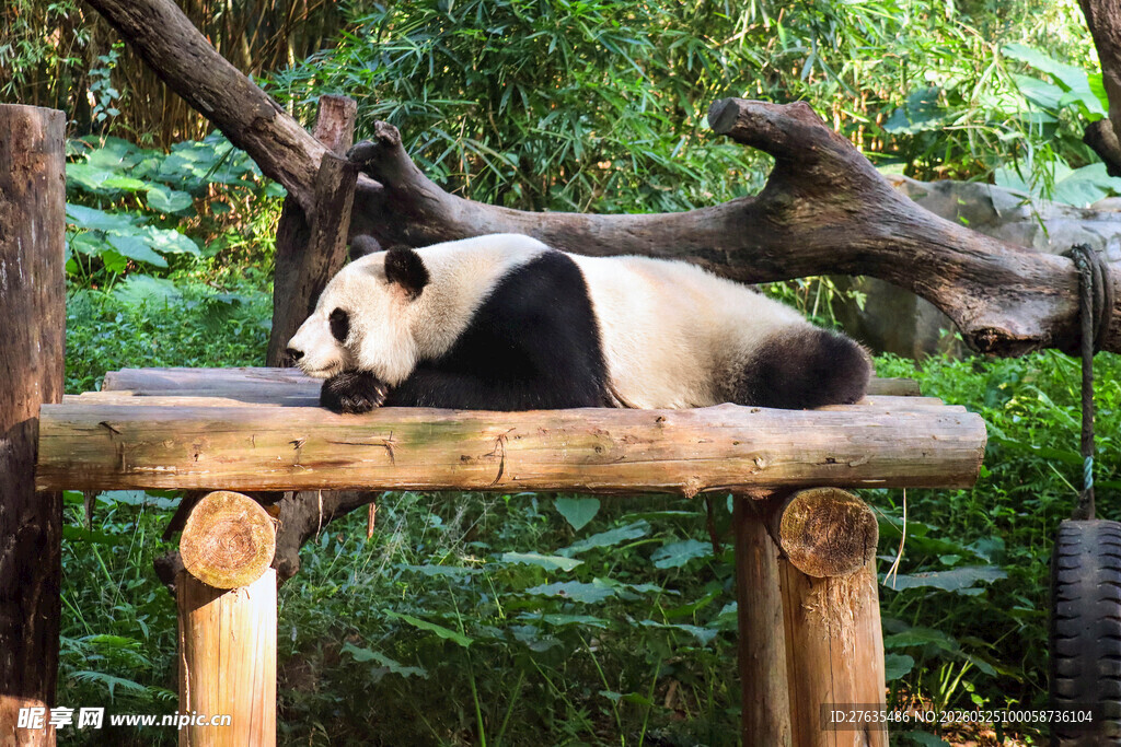 熊猫悠闲躺于木架之上