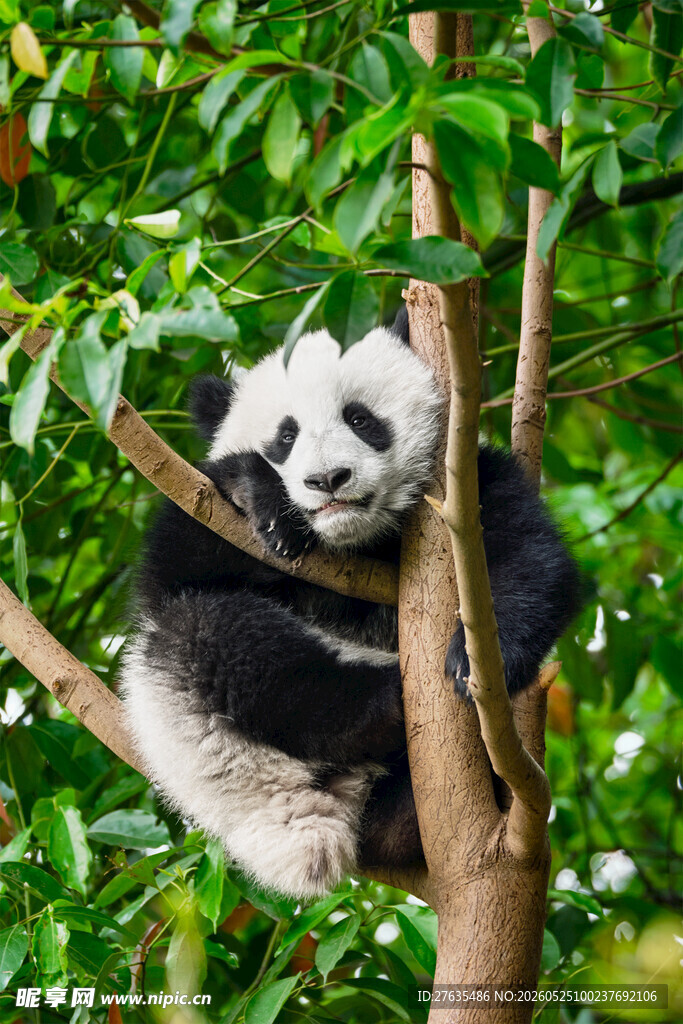 熊猫惬意栖于葱郁树枝间