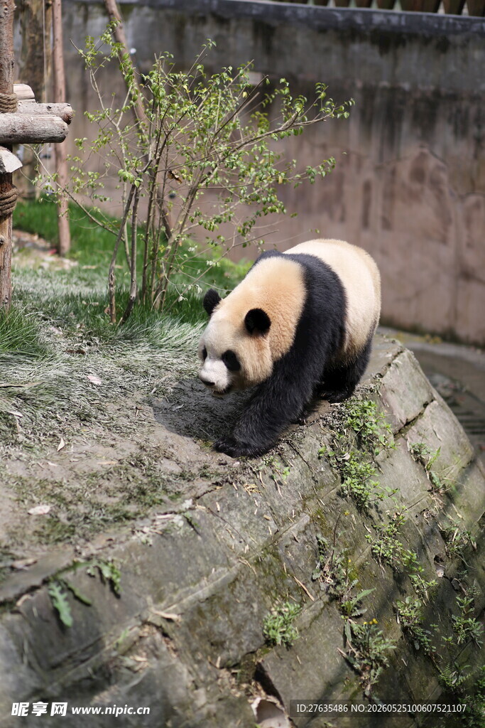 熊猫于石上低头休憩