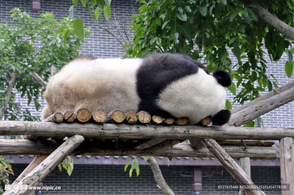 熊猫趴木架休憩