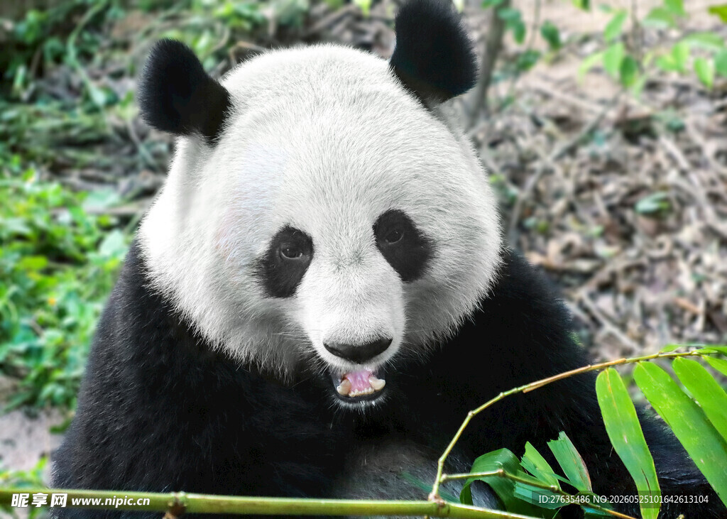 憨态可掬的大熊猫吃竹子