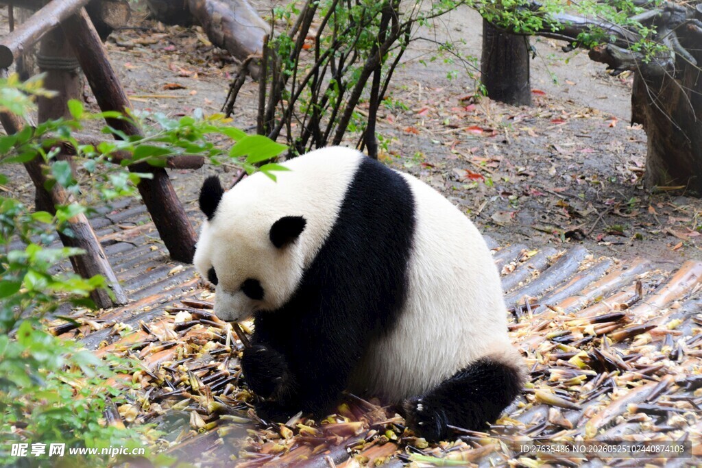熊猫低头进食场景