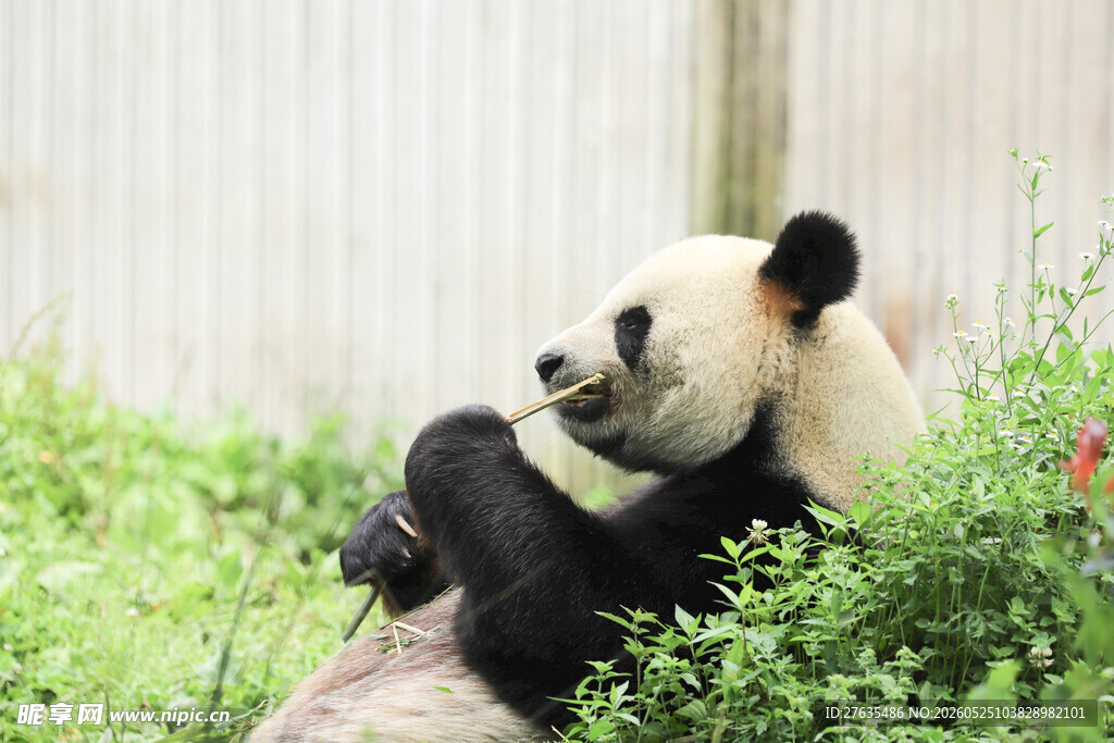 悠闲熊猫坐于绿植间