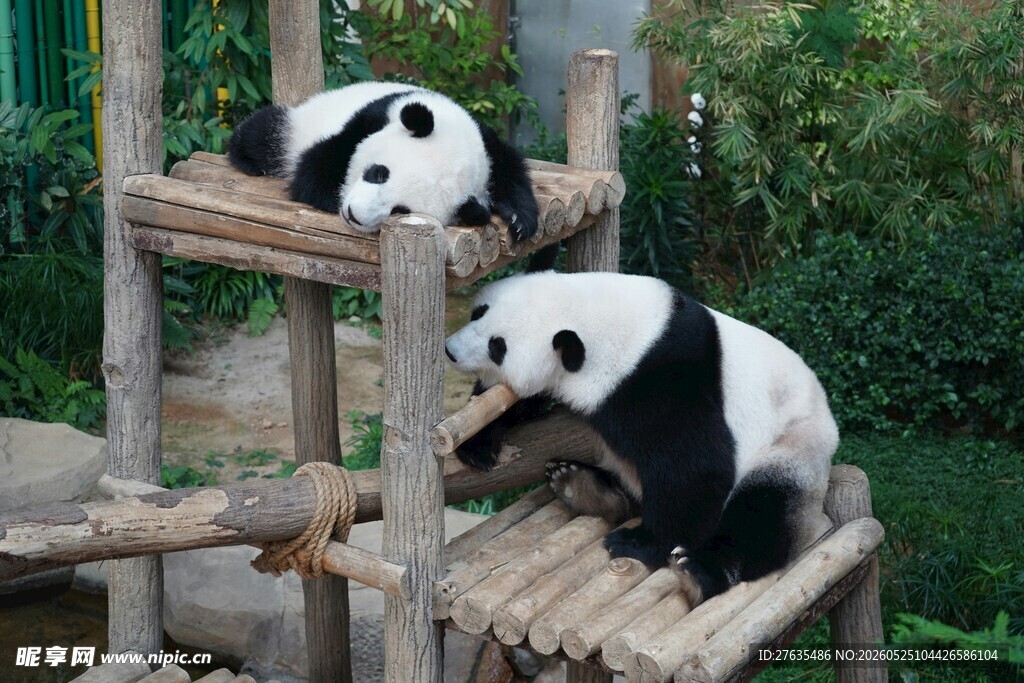 两只熊猫在木架上休憩