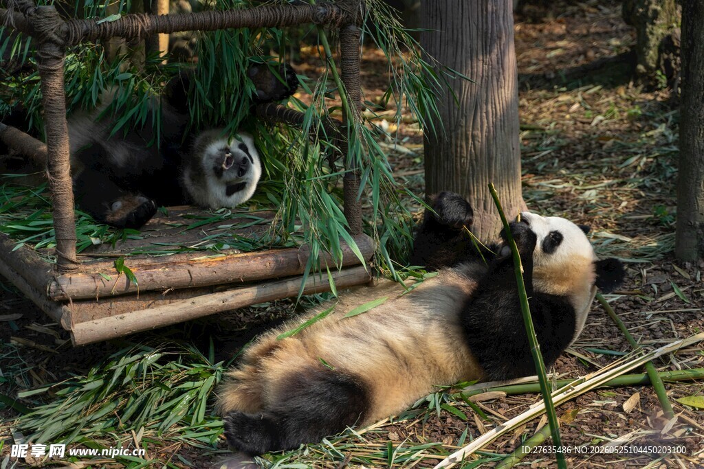 熊猫悠闲享受竹林时光