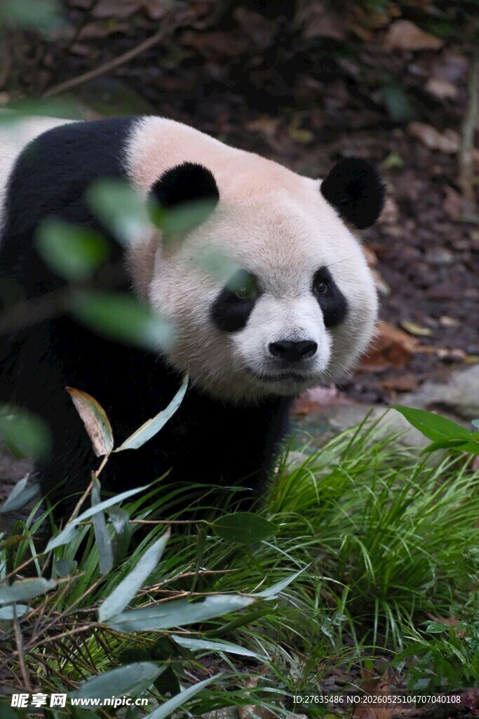 林间熊猫进食瞬间