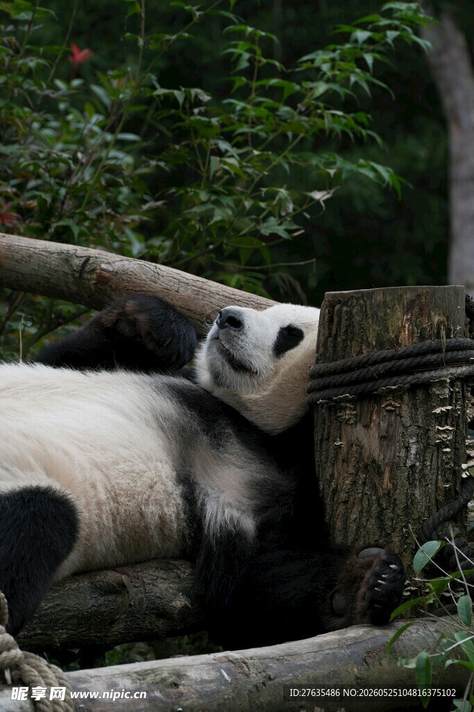 熊猫惬意躺卧在林间