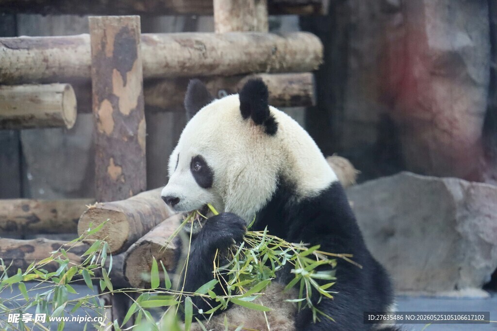 熊猫惬意享用鲜嫩竹子