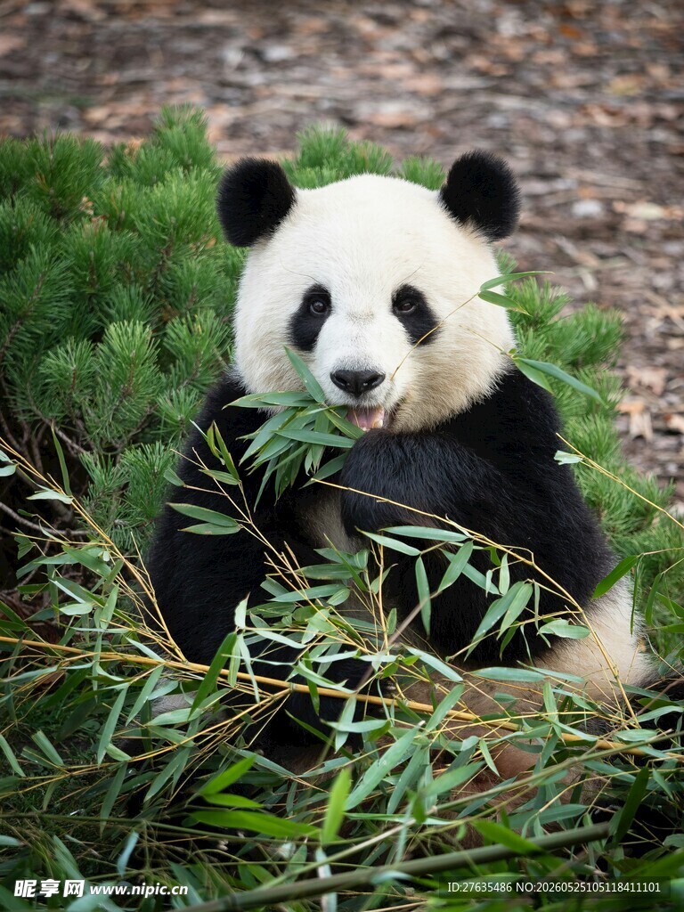 熊猫惬意享用鲜嫩竹子