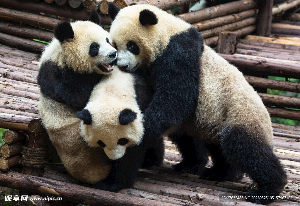 三只熊猫亲密互动瞬间
