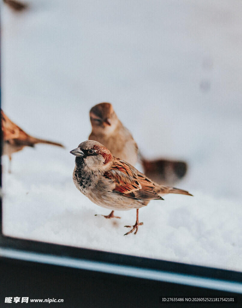 雪地上的几只小麻雀