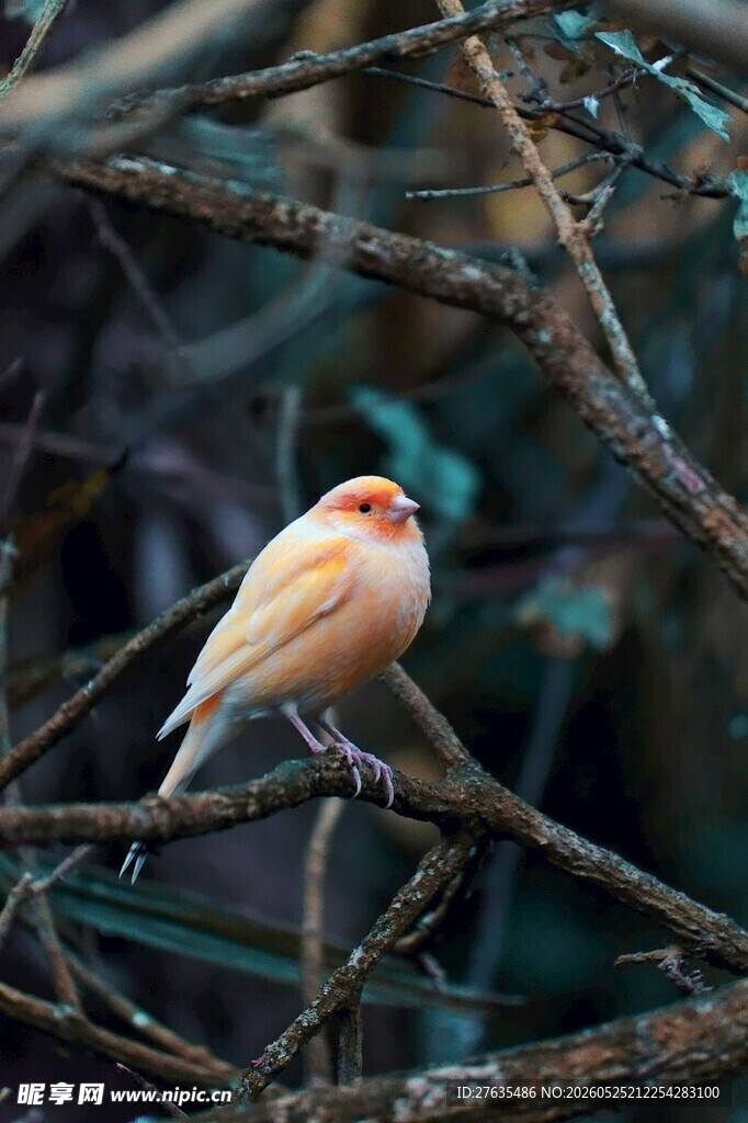 枝头小鸟