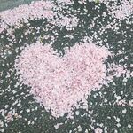 心形樱花花瓣铺地