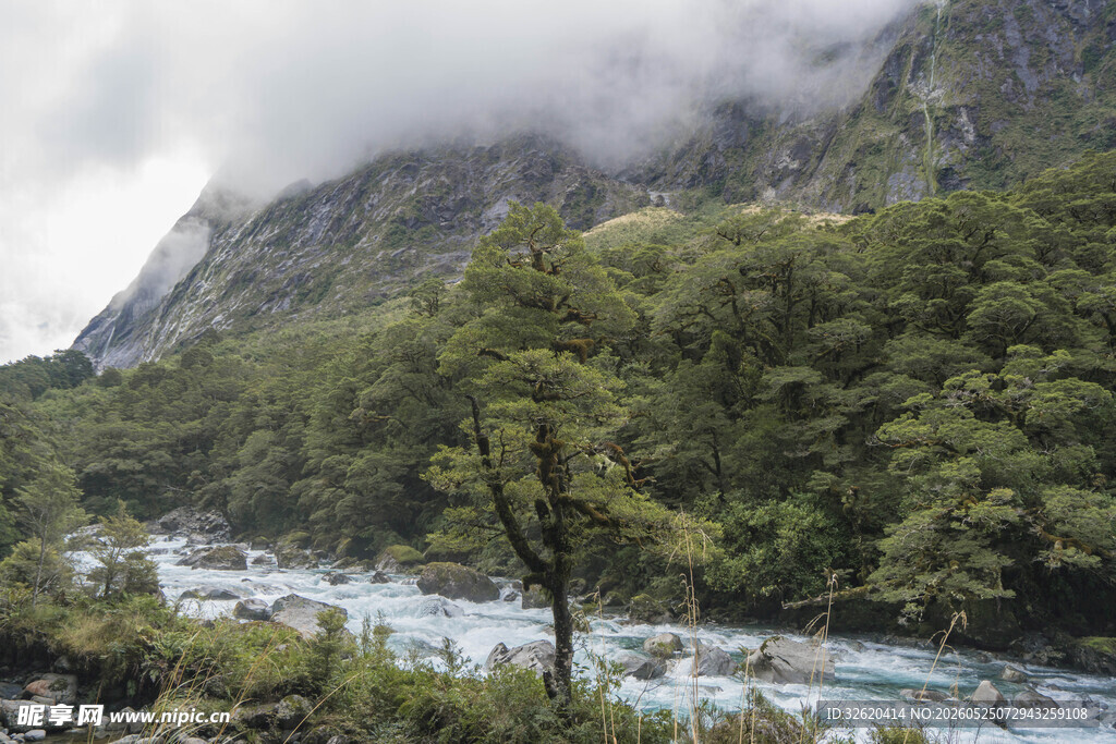 山间溪流旁的葱郁森林