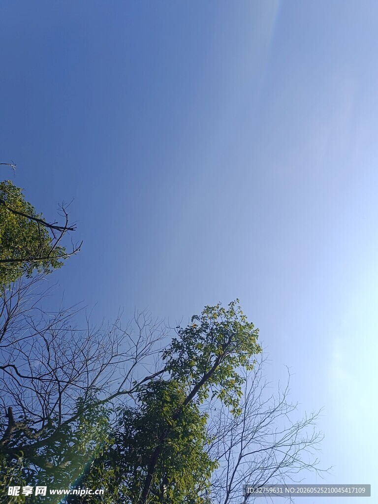 仰望蓝天与葱郁树木