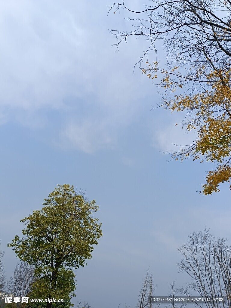 秋日树梢
