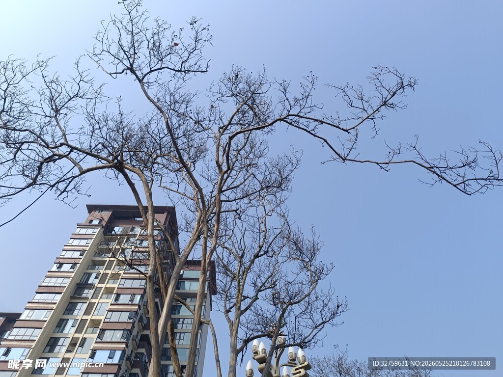 蓝天枯树旁的高层住宅