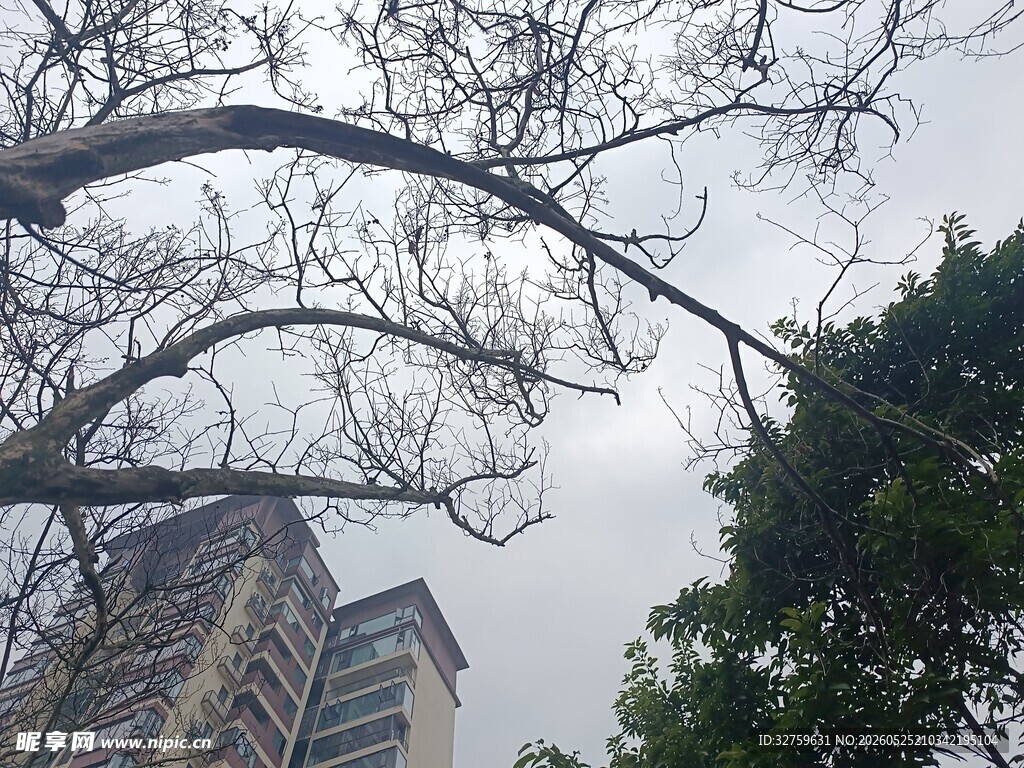 城市中树枝与高楼的景象