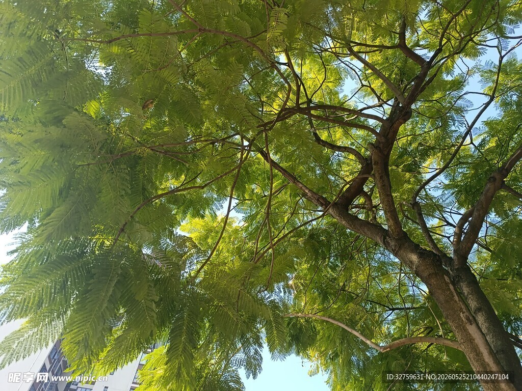 仰视葱郁树冠美景