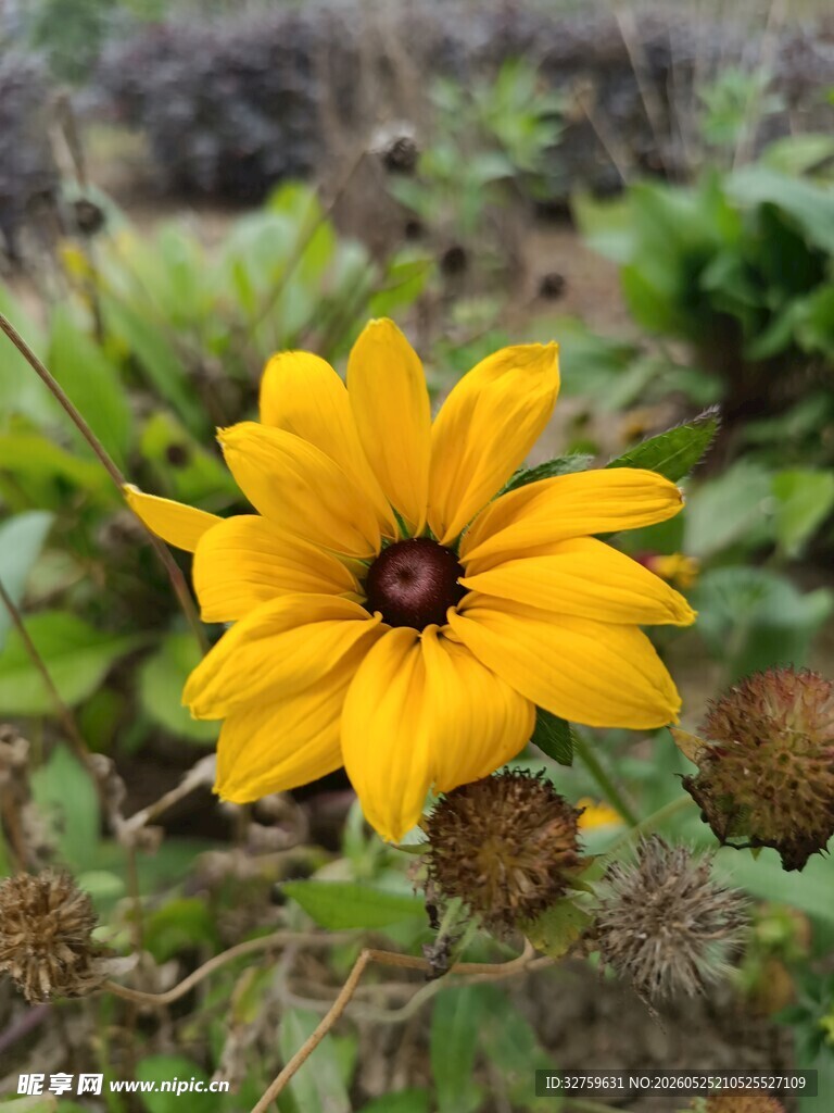 黄色绽放的美丽黑心菊