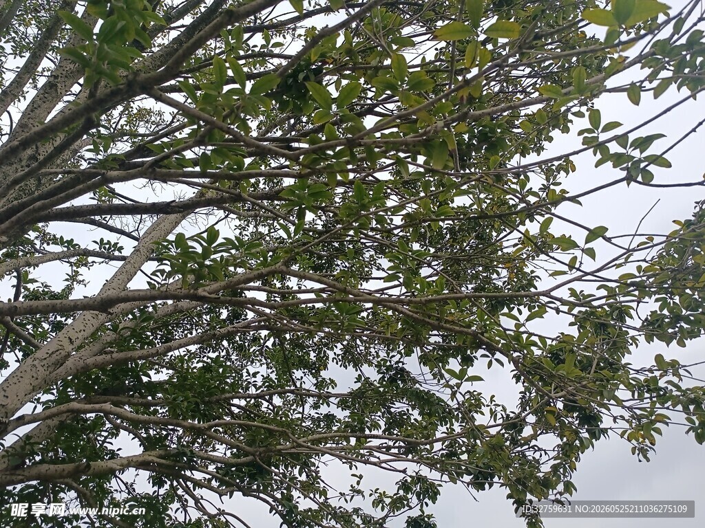 仰视繁茂树枝树叶