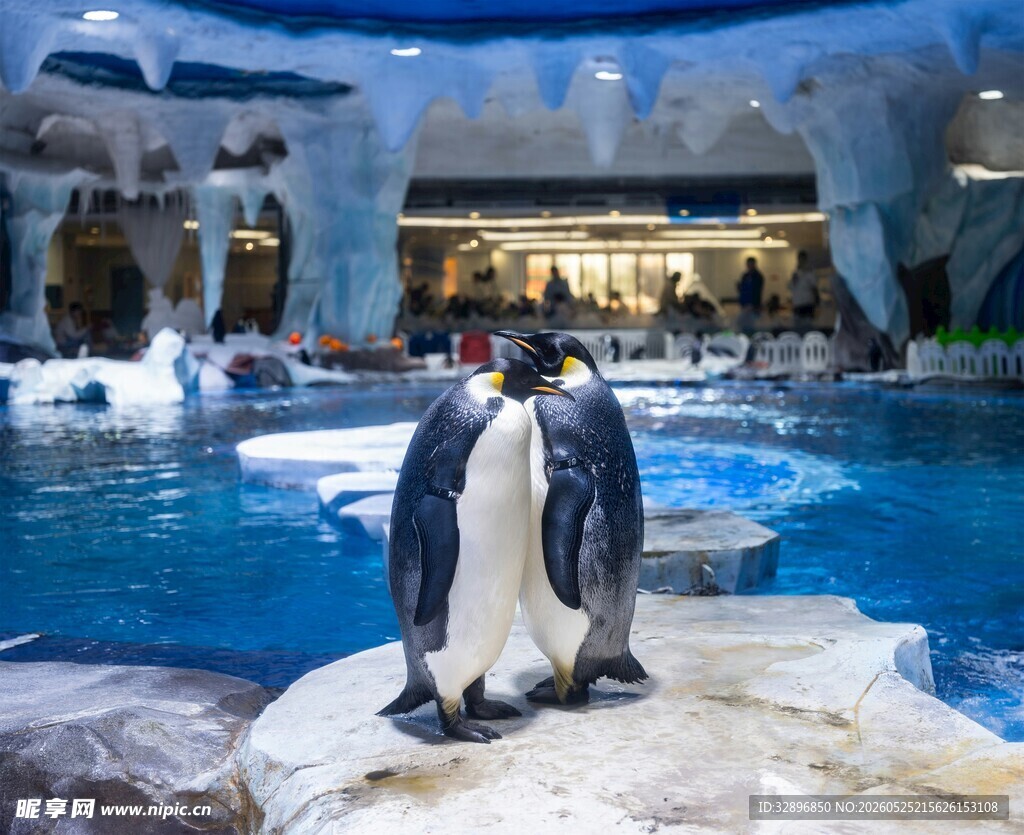 企鹅在水族馆内的岩石上
