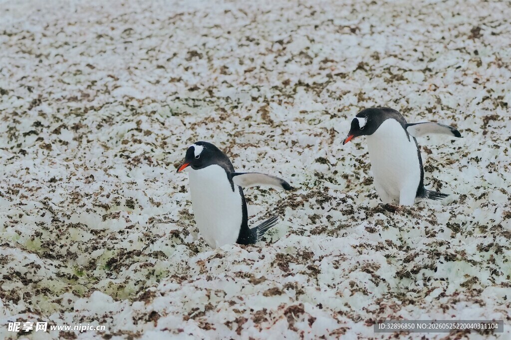 雪地中的两只企鹅