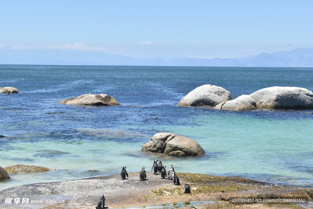 海边企鹅与巨石美景