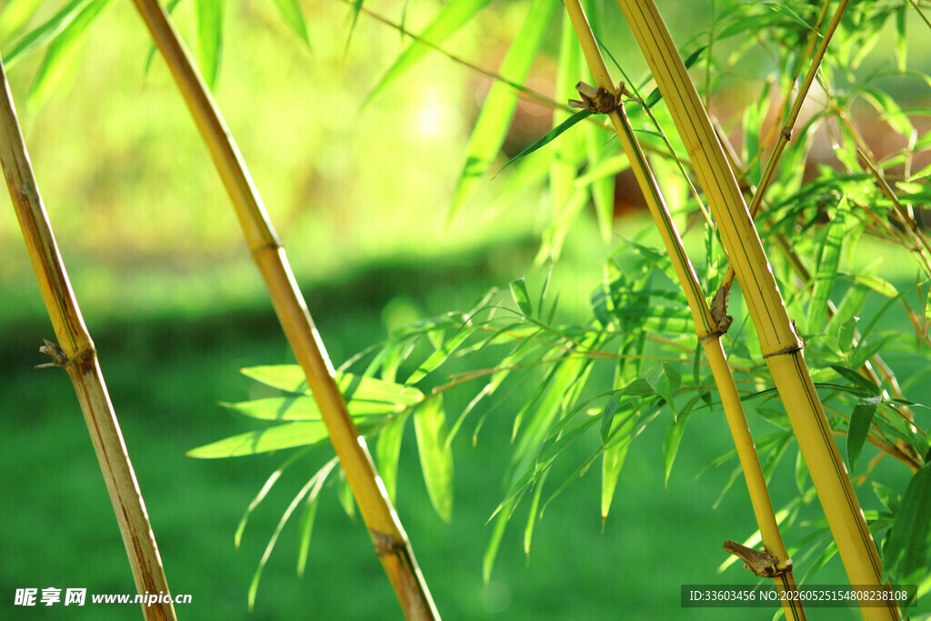 翠绿竹林间的清新景致