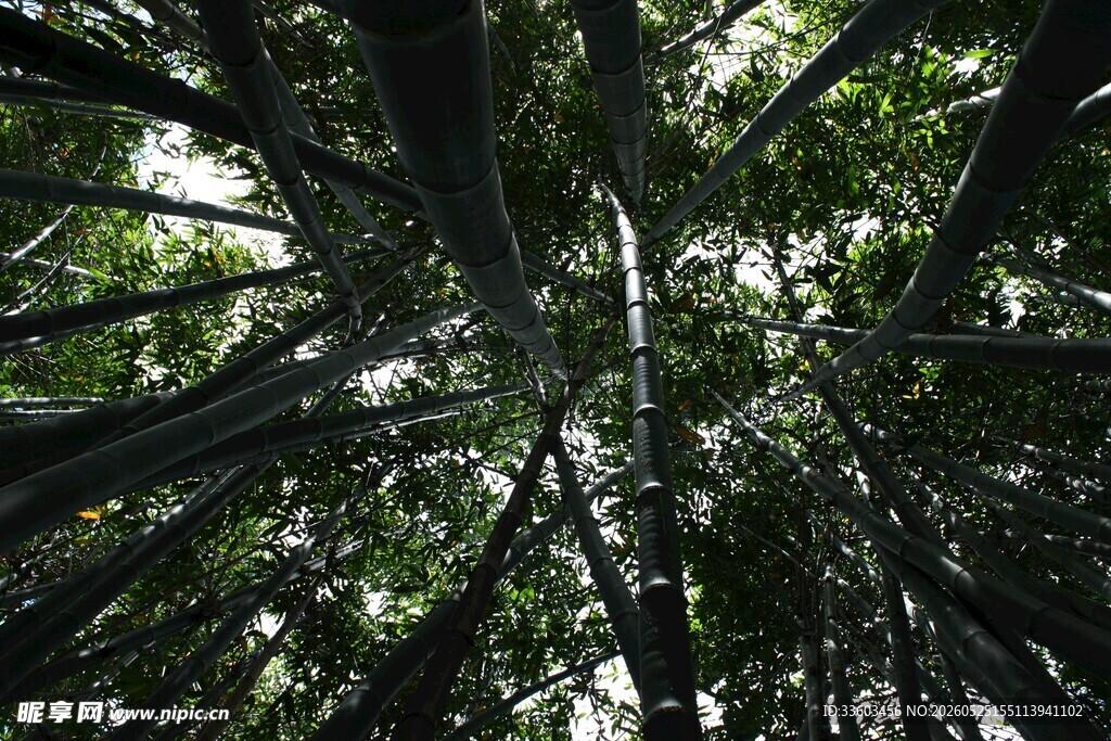 仰视茂密竹林景象