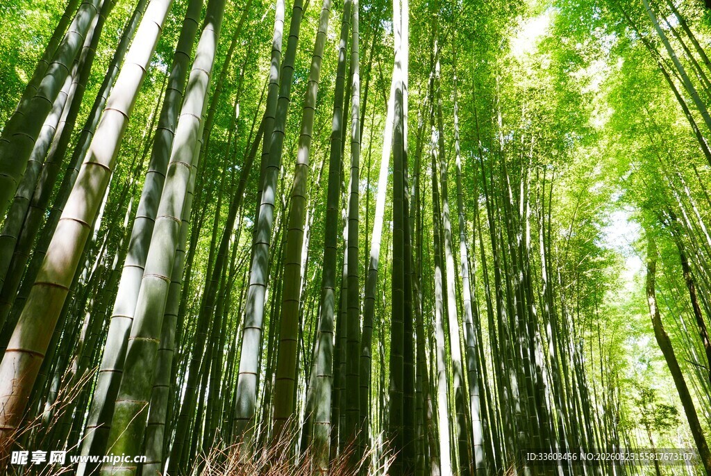 翠绿竹林自然清新之景