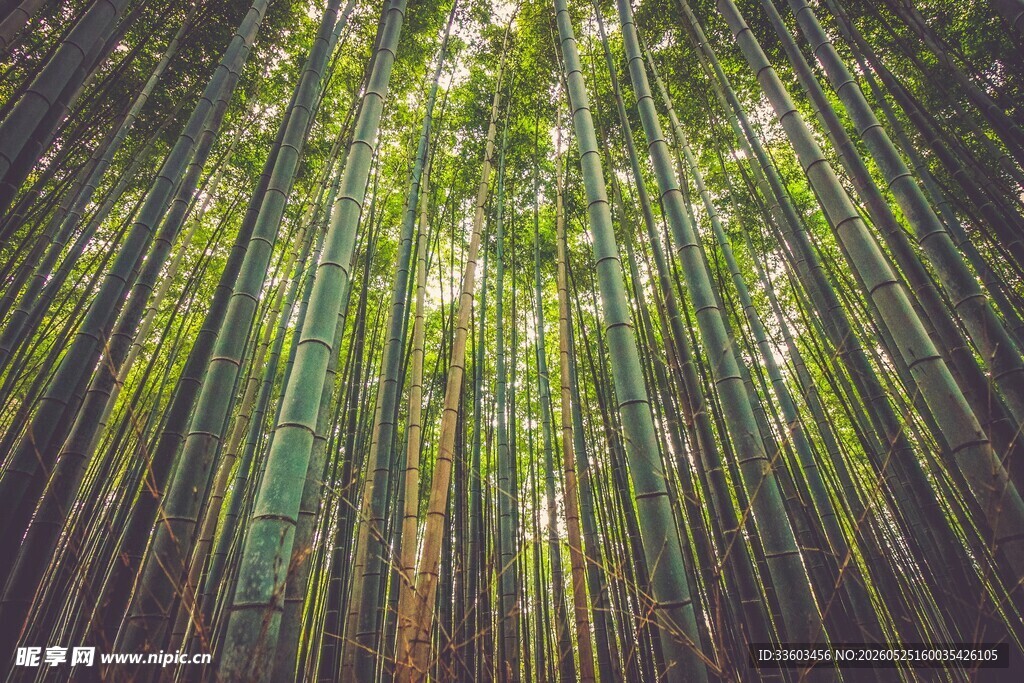 翠绿竹林阳光洒落之景