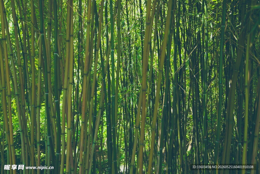翠绿竹林尽显自然生机