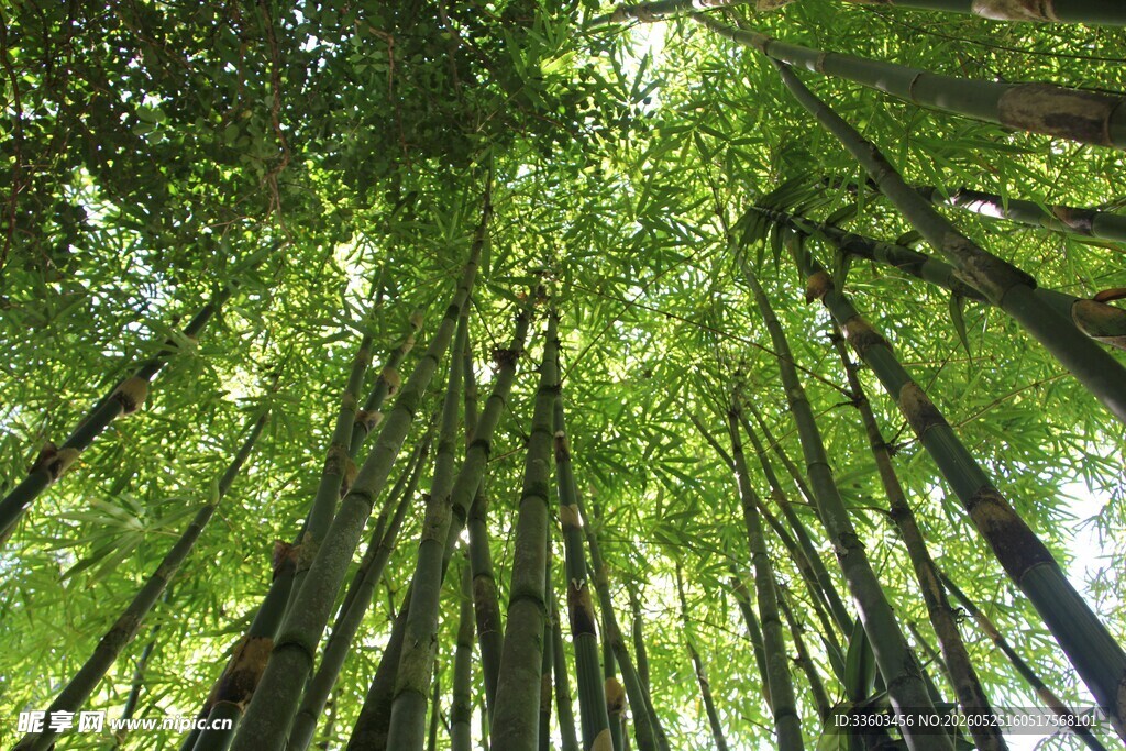 仰望葱郁竹林
