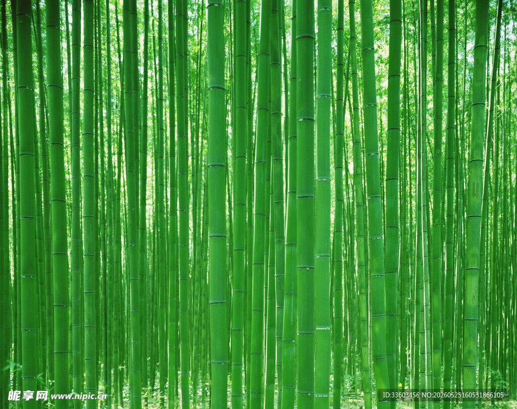 翠绿竹林清新自然之景