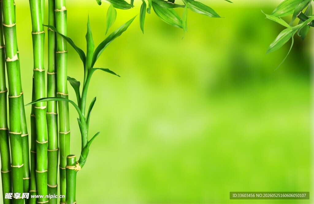 翠绿竹林清新自然景致