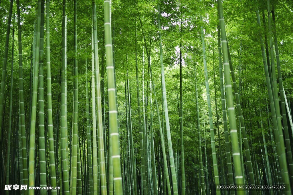 翠绿竹林清新自然之景