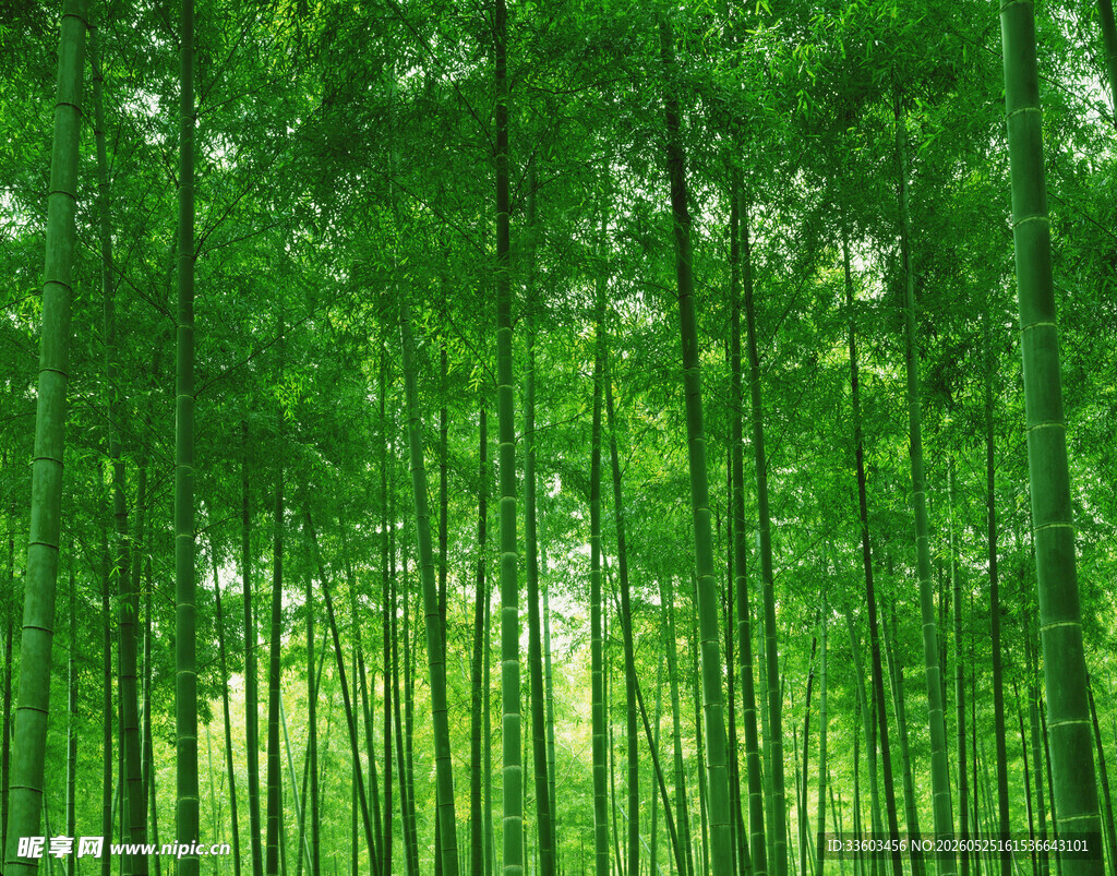 翠绿竹林美景