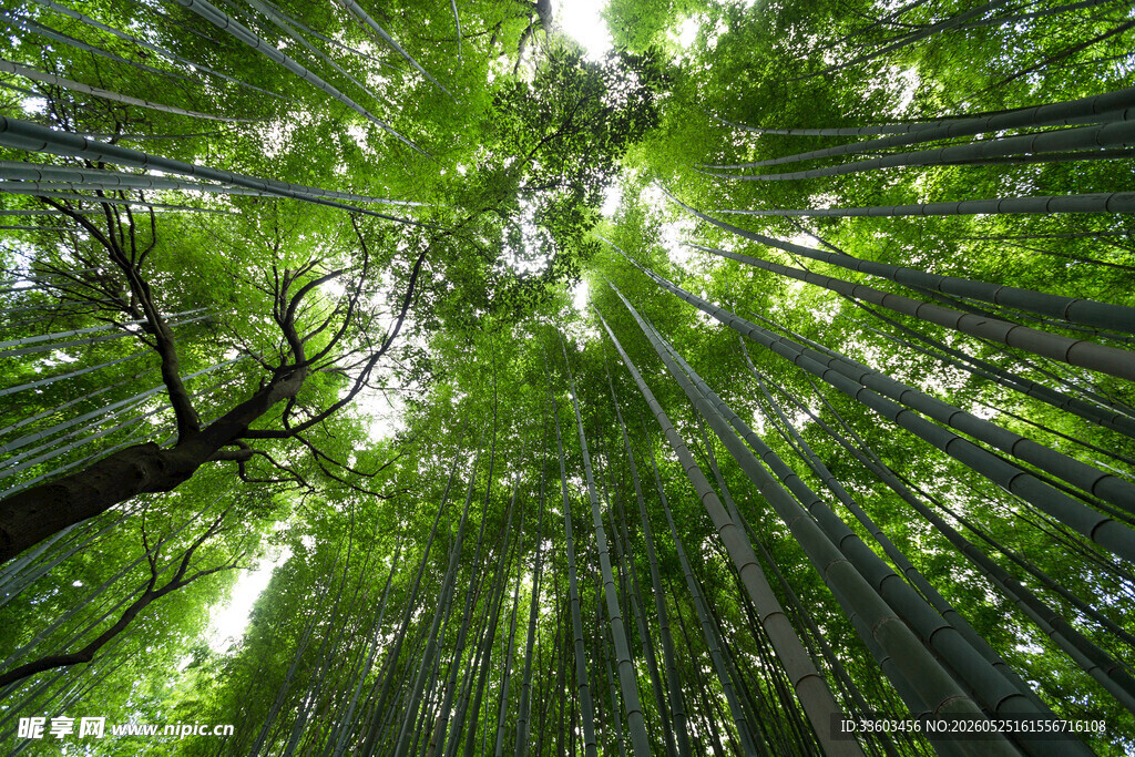 仰望葱郁竹林美景