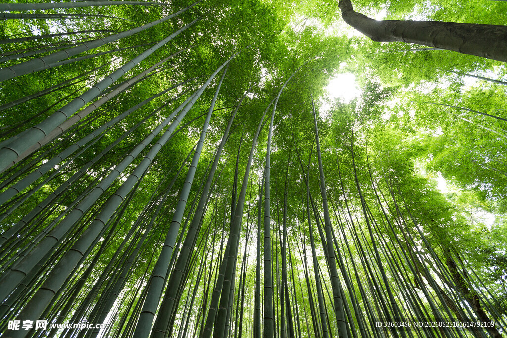 仰望葱郁竹林美景