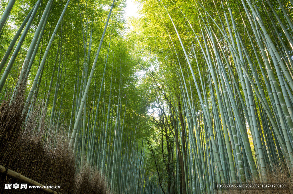 翠绿竹林间的自然美景