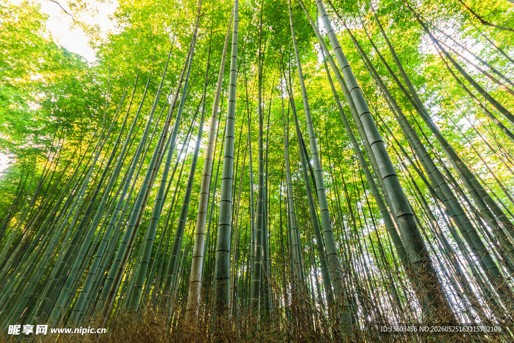 翠绿竹林自然清新之景
