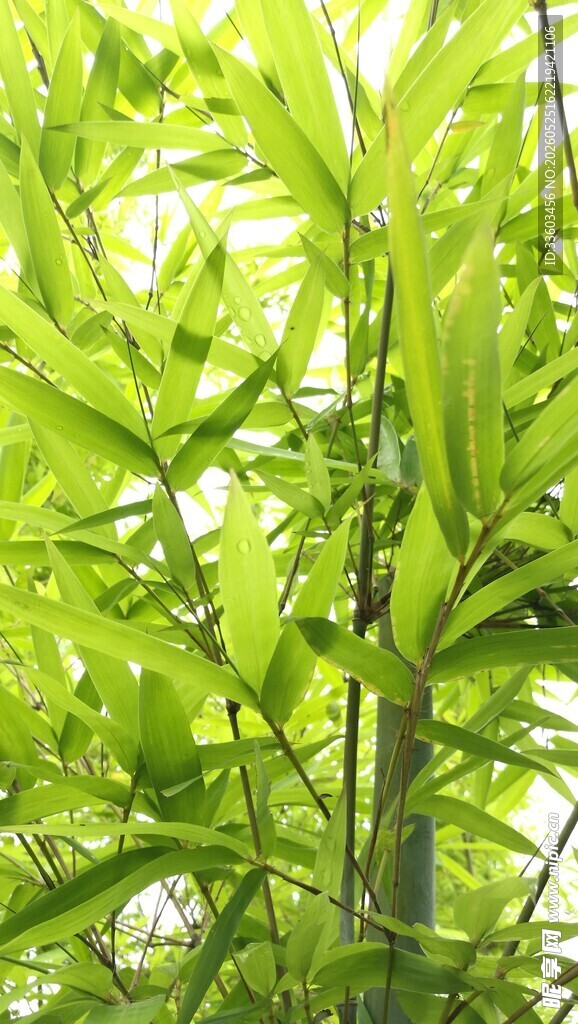 翠绿繁茂的热带植物景观